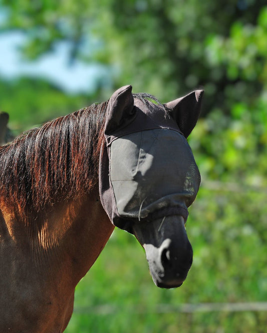 Le printemps : Comment accompagner votre cheval sans faire d’erreur ?