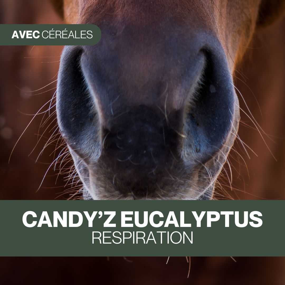 Candy'z Eucalyptus | Respiration 💨