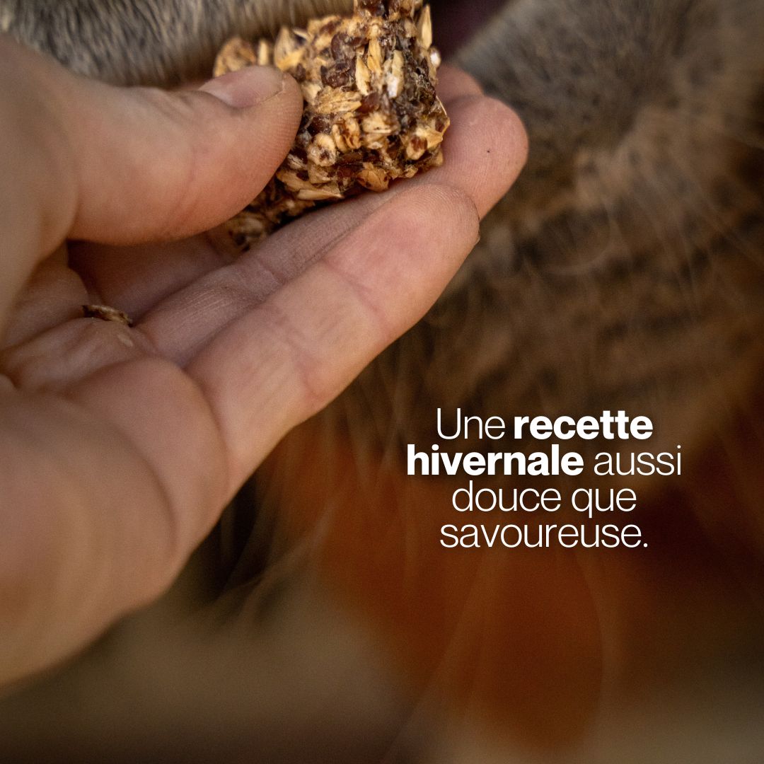 Candy'z Pomme-Cannelle đ Friandises naturelles pour chevaux đ Ădition SpĂ©ciale NoĂ«l