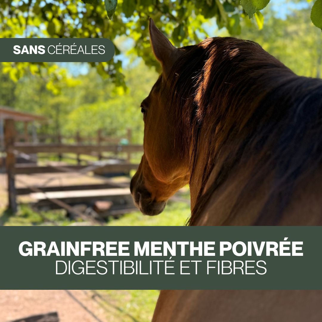 GrainFree Menthe PoivrĂ©e BIO | Digestion đ