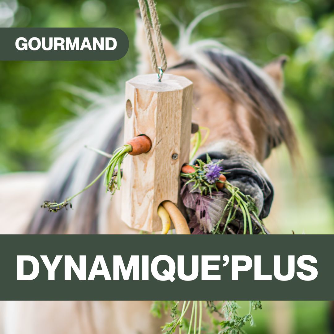 Dynamique'Plus