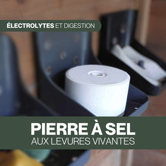 Pierre à sel | Salt & Guts