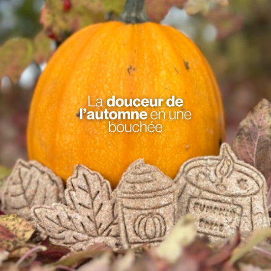 Candy'z Pumpkin Mood 🧡