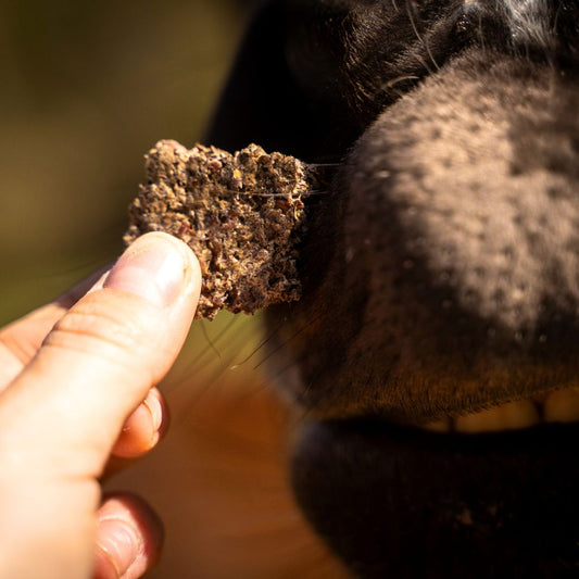 GrainFree Menthe Poivrée BIO | Digestion 🍃