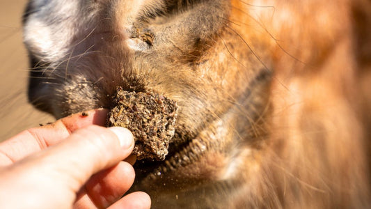 GrainFree Ortie | Locomotion et Tonus ⚡