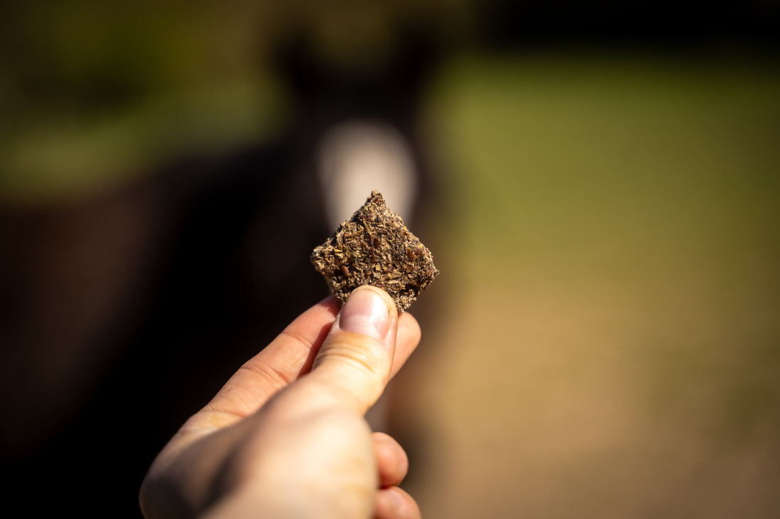 🍁 Pourquoi offrir des friandises artisanales à son cheval en automne/hiver ?