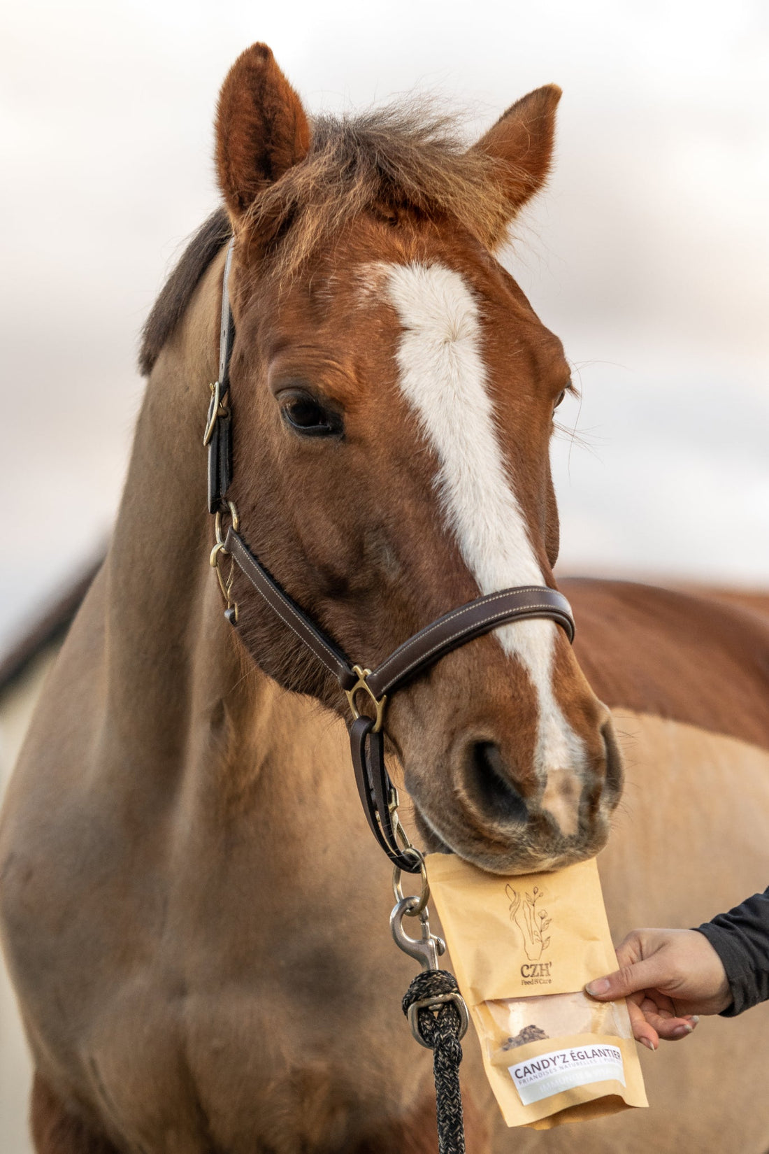 Le goût chez le cheval : pourquoi sont-ils parfois si réticents aux nouveautés ?