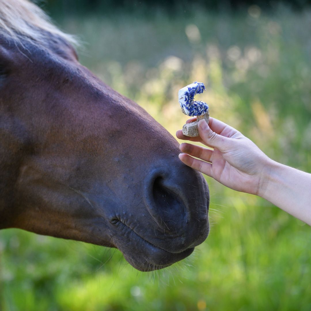 Candy'z Anniversaire 🎂 Friandises naturelles pour chevaux 🌿 Coffret personnalisé