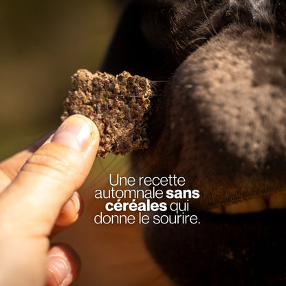 GrainFree d'Automne 🍂 Friandises naturelles pour chevaux 🧡 Recette de saison