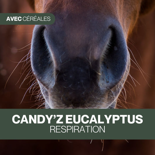 Candy'z Eucalyptus | Respiration 💨
