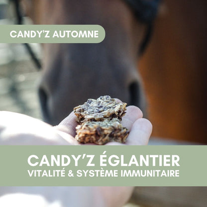 Églantier | Candy'zAutomne