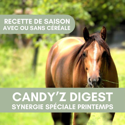 Candy'z Digest | Recette de saison