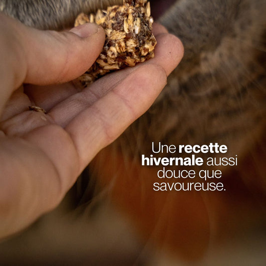 Candy'z Pomme-Cannelle 🍎 Friandises naturelles pour chevaux 🎄 Édition Spéciale Noël