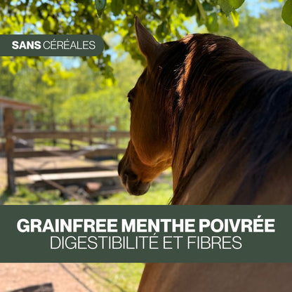 GrainFree Menthe Poivrée BIO | Digestion 🍃