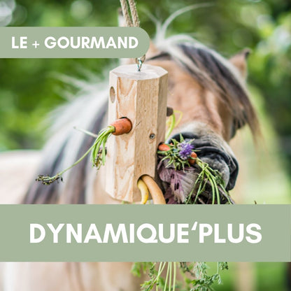 Dynamique'Plus