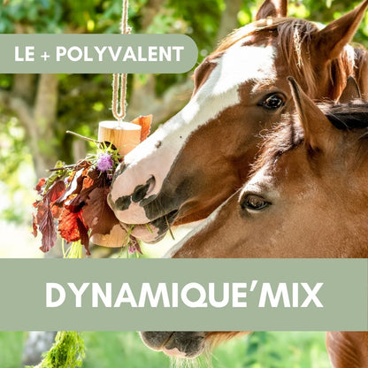 Dynamique'Mix