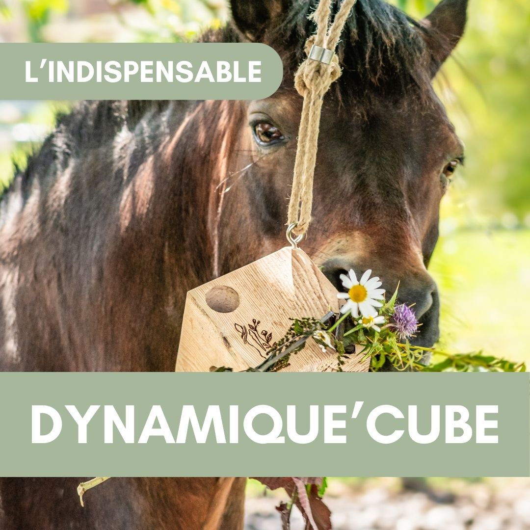 Dynamique'Cube