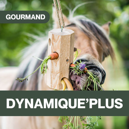 Dynamique'Plus