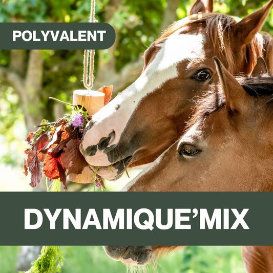 Dynamique'Mix