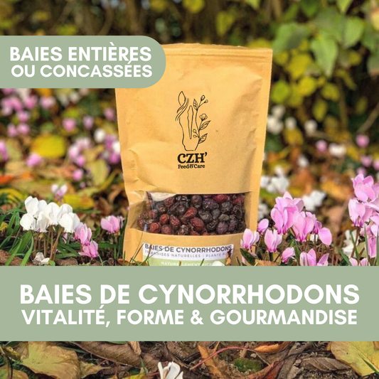 Baies de Cynorrhodons