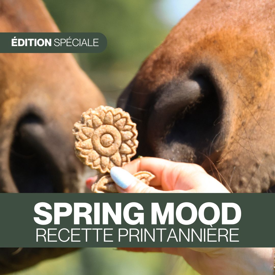 Candy'z Spring Mood 🌻 Friandises naturelles pour chevaux  🌿 Recette printannière