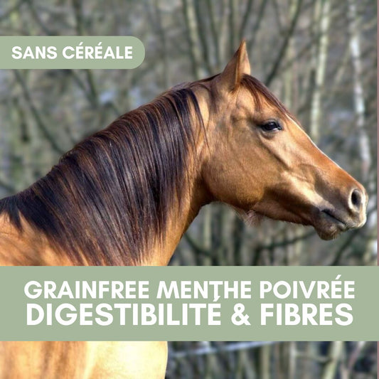 GrainFree Menthe Poivrée BIO | Digestion 🍃