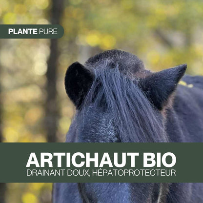 Artichaut BIO | Plante pure
