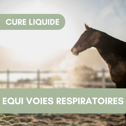 Equi Voies Respiratoires