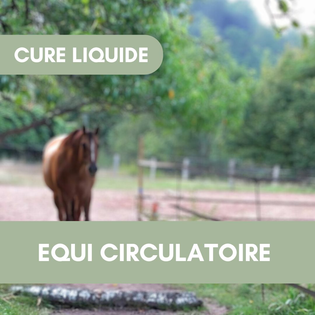 Equi Circulatoire