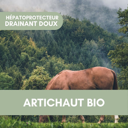 Artichaut BIO | Plante pure