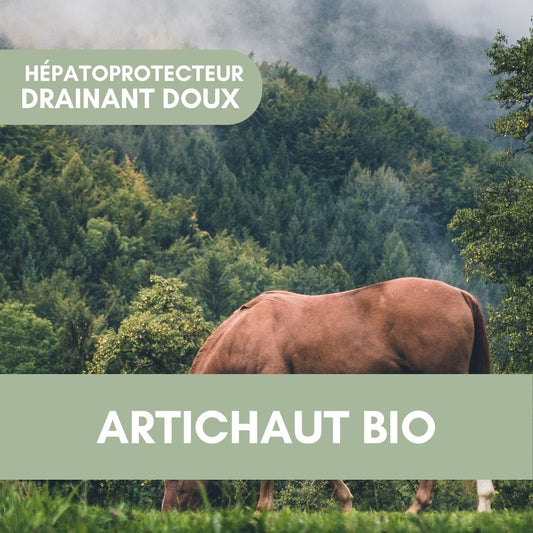 Artichaut BIO | Plante pure