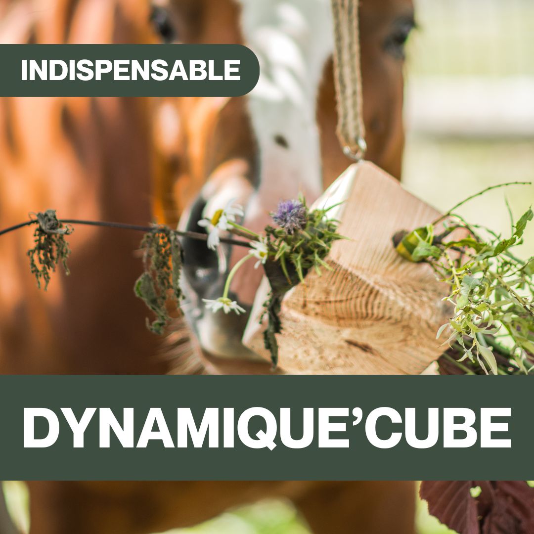 Dynamique'Cube