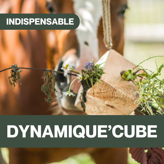 Dynamique'Cube